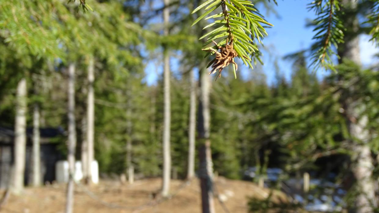 Naturens Skolestue